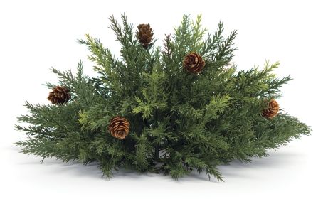 Arborvitae Half Orb 13"D Plastic